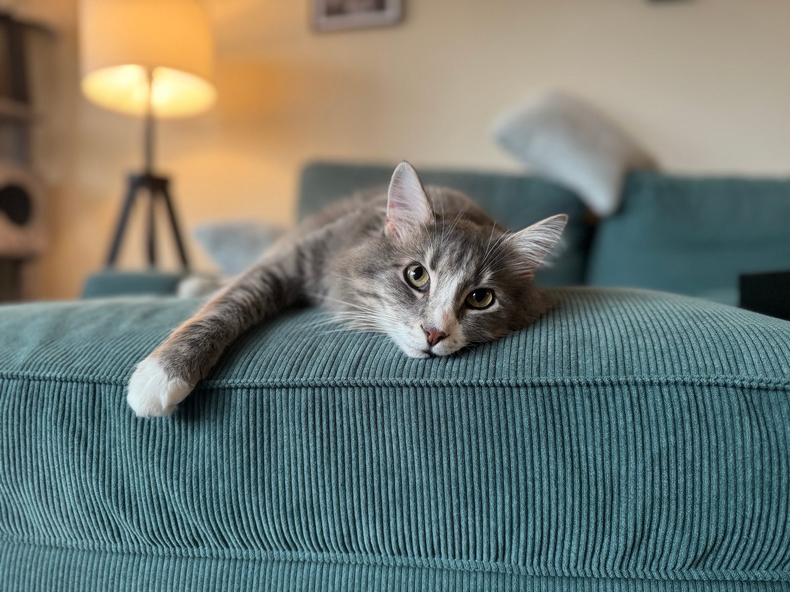 A gray and white long-haired cat lying on a teal couch cushion.
