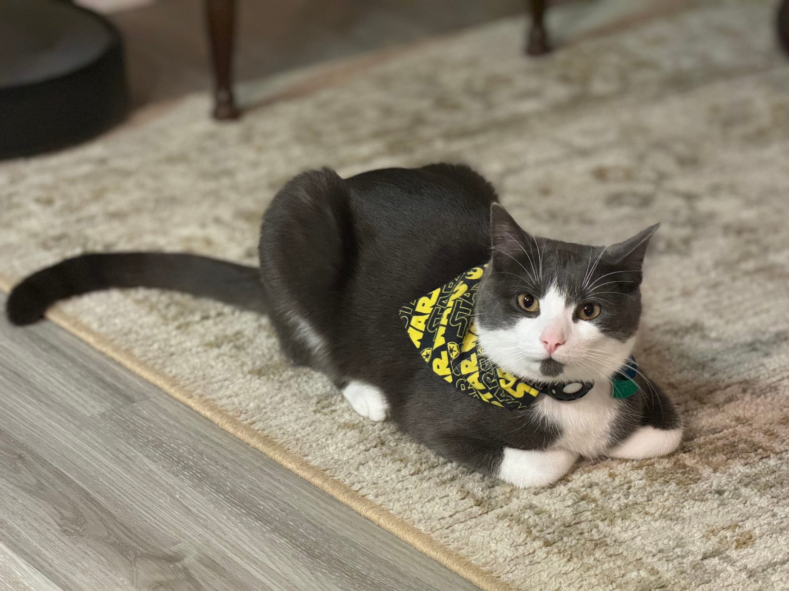 A gray and white cat in a Star Wars bandana lying on a rug.